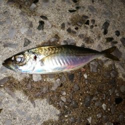 アジ釣り
