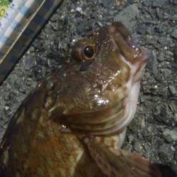 釣りデビュー　152日目