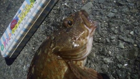 釣りデビュー　152日目