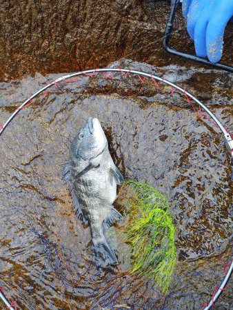 坂の地磯でチヌ