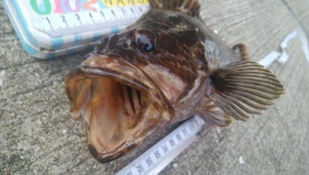 釣りデビュー　154日目