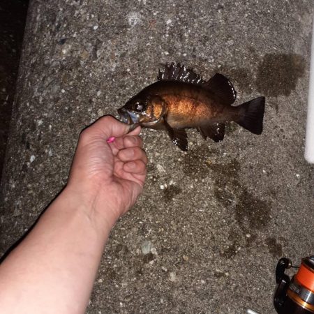 2021初メバリング