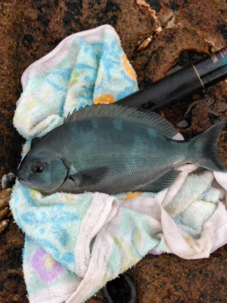 フカセ‥最高ですネ・・