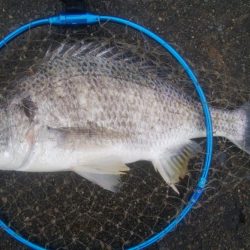 釣りデビュー 155日目