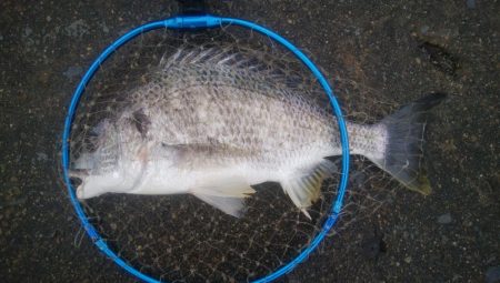 釣りデビュー 155日目