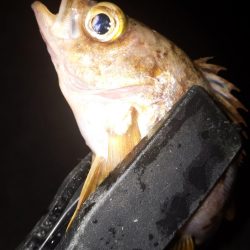 間もなくシーズンオフ？