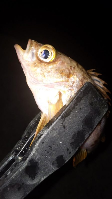 間もなくシーズンオフ？