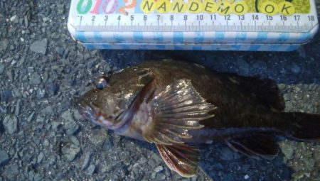 釣りデビュー 157日目