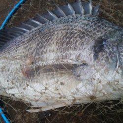 釣りデビュー　158日目