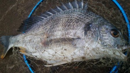 釣りデビュー　158日目