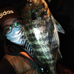 エビ(活)で鯛(黒)を釣る