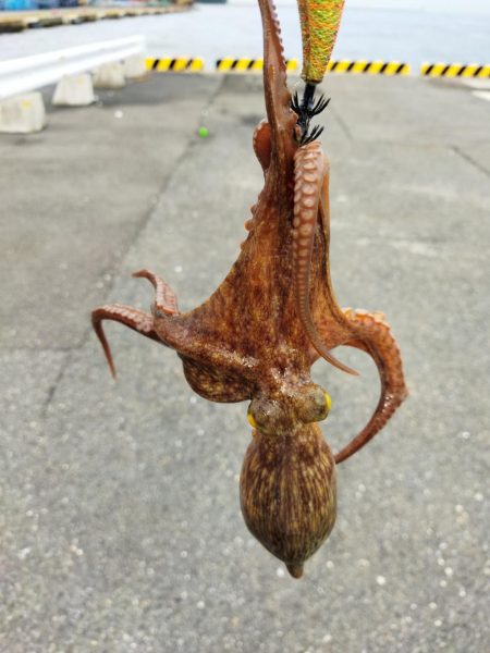 タコ釣り