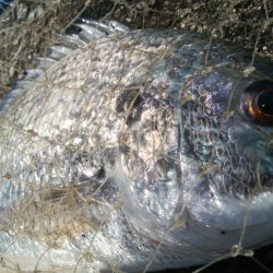 釣りデビュー　160日目