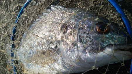 釣りデビュー　160日目