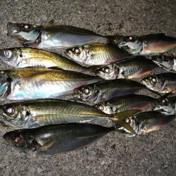 今日もアジ探し