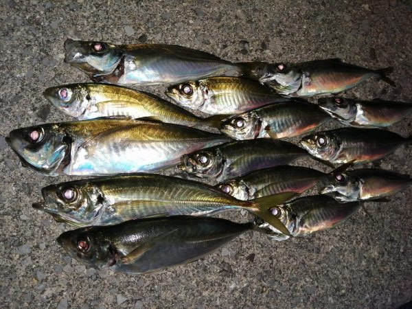 今日もアジ探し