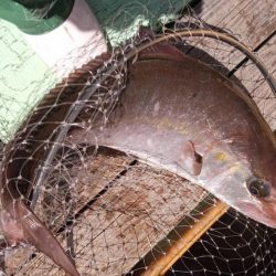 康仁丸・釣り果