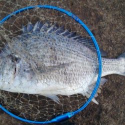 釣りデビュー 161日目