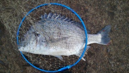 釣りデビュー 161日目