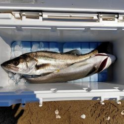 今日もマイクロベイトパターン