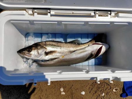 今日もマイクロベイトパターン