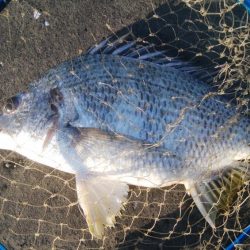 釣りデビュー 162日目