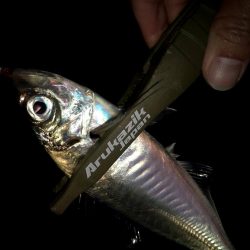 潮どまり表層のアジング