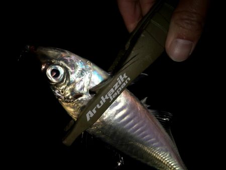 潮どまり表層のアジング