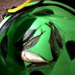 今日もバチパターンでした