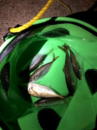 今日もバチパターンでした