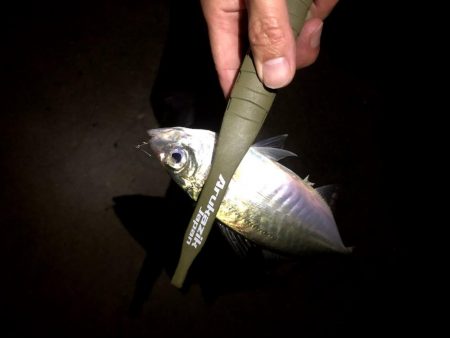 大雨後のアジングは釣れる