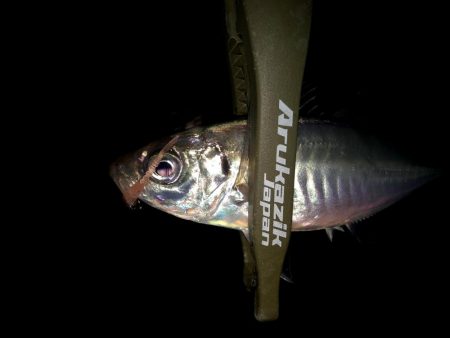 二匹目のドジョウ