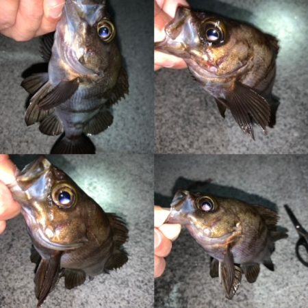 メバル　ツぬけ