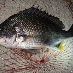 メバリングの予定が