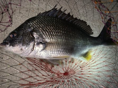 メバリングの予定が