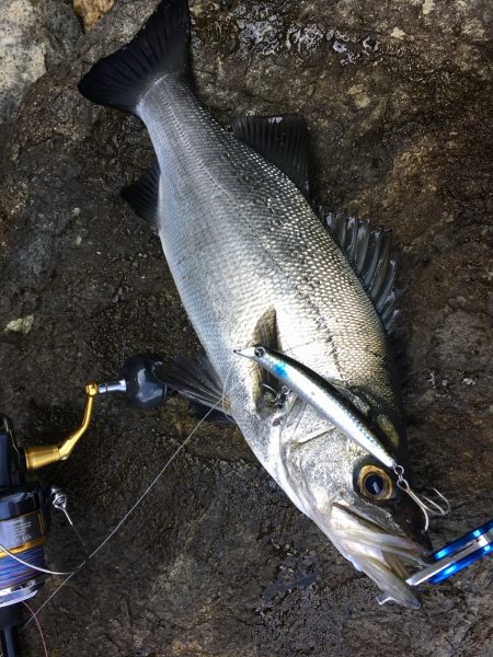 A.P.Pフィッシングガイドサービス　ヒラ…