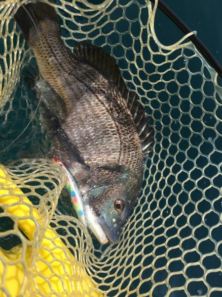 A.P.P フィッシングガイドサービス　新上五島町　カヤックフィッシングポイントを探してRIDEON！