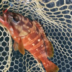 A.P.Pフィッシングガイドサービス　カヤックフィッシング日和で、アカハタを初RIDEONキャッチ！