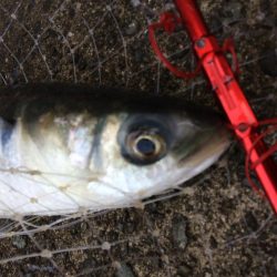 プチsalt water game！