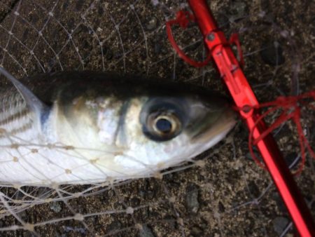 プチsalt water game！