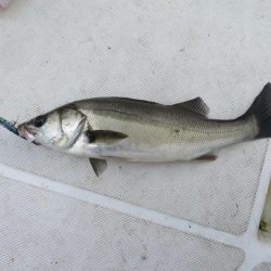 初のボートシーバス！