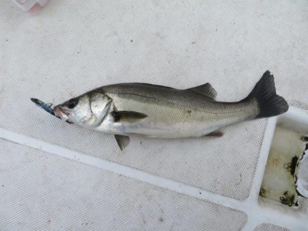 初のボートシーバス！