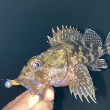 A.P.Pフィッシングガイドサービス　雨の影響残る中、アジングへRIDEON！