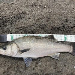 A.P.Pフィッシングガイドサービス 磯ヒラスズキゲームにて「ライド オン ブレス」発生