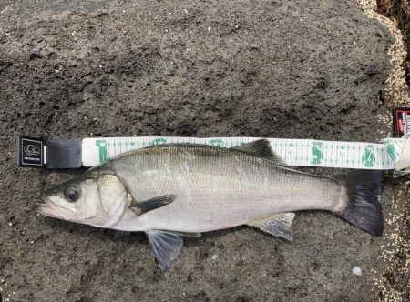 A.P.Pフィッシングガイドサービス 磯ヒラスズキゲームにて「ライド オン ブレス」発生