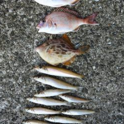 キスは小型がポツポツ