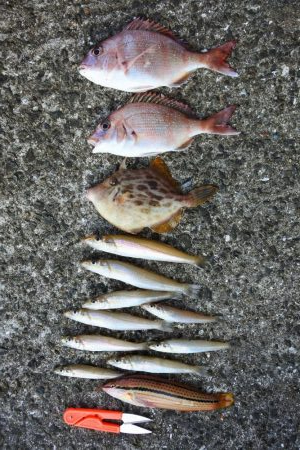 キスは小型がポツポツ