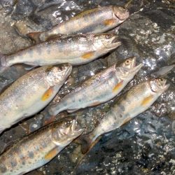 久しぶりの渓流～