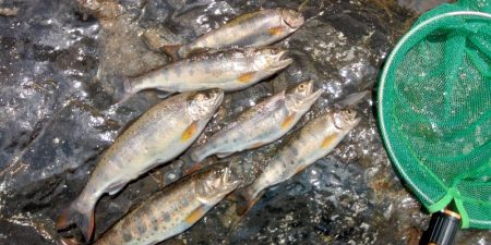 久しぶりの渓流～