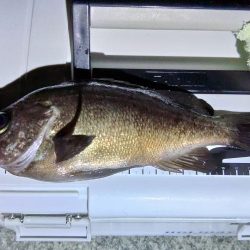 フロートゲーム